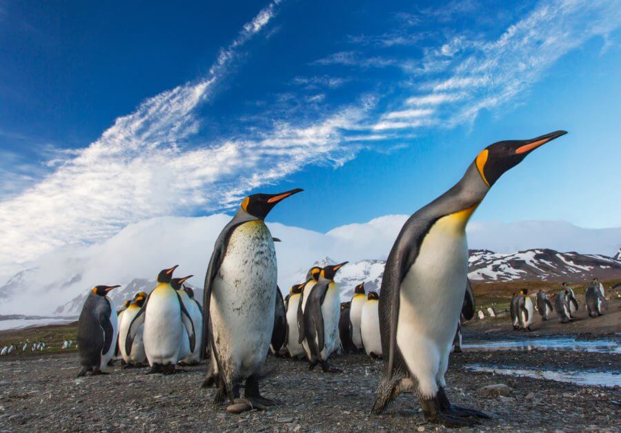 Penguins and resizing? See, they are all different sizes! Okay, I just like penguins.. Penguins of various sizes